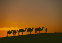 Camel train on ridge of sand dune at sunset in the desert on the Silk Route