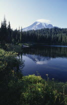 Mount St Helens National Volcanic Monument. View over lake toward the Volcano peak high above the trees