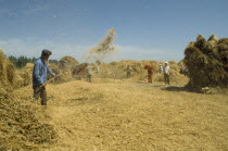 Winnowing wheat on threshing ground.