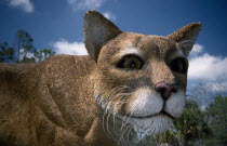 Close up of a model panther.