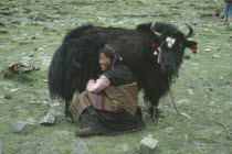 Woman milking a Yak.