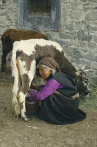 Old lady milking a cow.