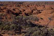 View over red rock canyon with trees in the foreground