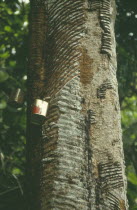 Rubber tree tapping devices