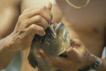 Man opening mouth of fish to exposed teeth