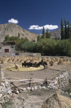 Farmhouse and yard with people tending to cattle and straw with hills beyond