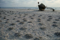 Piles of fish laid out to dry on the beach near boat on the sand