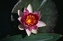 Pink and white open Water Lilly with lilly padsEuropean