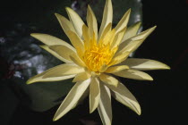 Yellow Water Lilly flowerEuropean