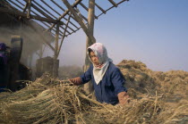 Girl harvesting flood damaged paddy