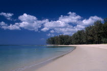 View along the empty sandy beach with tall trees  a single swimmer in the sea.