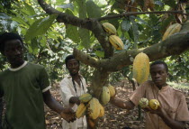 Cocoa plantation workers.West Africa