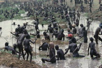 Dinka fishing festival.  Mass of fishermen in waist level water using spears to catch fish.