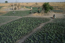 Dinka tobacco fields.cash crop