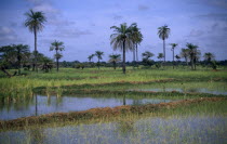 Rice paddy fields with palm trees growing