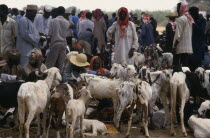 Men with goats for sale at market.