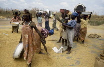 Women sorting rice.