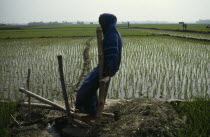 Woman using treadle pump irrigation beside paddy field.