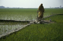 Peddle powered irrigation.  Woman using a treadle pump.