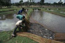 Workers pulling in net of fish on trout farm.