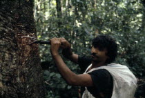 Rubber tapper Antonio Candido tapping in a forest saved by Chico Mendes Brasil