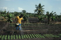 UNFAO agricultural project to replant swamp.  Watering cabbage seedlings.United Nations Food and Agricultural Organization African Eastern Africa Mozambiquean Farming Agraian Agricultural Growing Hus...