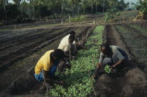 UNFAO agricultural project to replant swamp.  Thinning out cabbage seedlings.United Nations Food and Agricultural Organization African Eastern Africa Mozambiquean Farming Agraian Agricultural Growing...