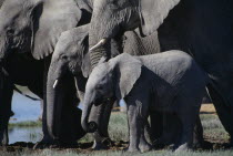 Elephants in various stages of maturity at waterhole.