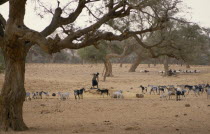 Dogon woman at well with goat herd on scarce grazing beneath twisted and mishapen trees.