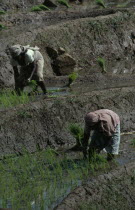 Women planting rice seedlings in terraced paddy near Kandy.