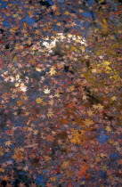 Kita Ku  the Kyu Furukawa gardens.  Autumn maple leaves floating in a waterway.