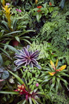 Francia plantation house greenhouse with tropical plants