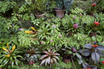 Francia plantation house greenhouse with tropical plants