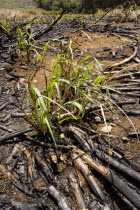 New sugar cane crop sprouting after harvest and burning of old crop at the Jacobean plantation house of St Nicholas Abbey