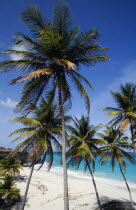 Coconut palm trees on the beach at Bottom BayBarbadian Beaches Resort Sand Sandy Seaside Shore Tourism West Indies Scenic Barbadian Beaches Resort Sand Sandy Seaside Shore Tourism West Indies Scenic