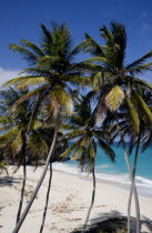 Coconut palm trees on the beach at Bottom BayBarbadian Beaches Resort Sand Sandy Seaside Shore Tourism West Indies Scenic Barbadian Beaches Resort Sand Sandy Seaside Shore Tourism West Indies Scenic