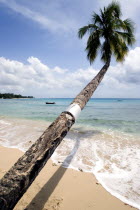 Coconut palm tree onTurtle Bay beach growing out over the waterBarbadian Beaches Resort Sand Sandy Seaside Shore Tourism West Indies Scenic Barbadian Beaches Resort Sand Sandy Seaside Shore Tourism...