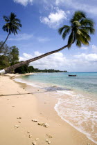 Coconut palm trees onTurtle Bay beachBarbadian Beaches Resort Sand Sandy Seaside Shore Tourism West Indies Scenic Barbadian Beaches Resort Sand Sandy Seaside Shore Tourism West Indies Scenic