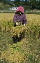 Woman harvesting rice.