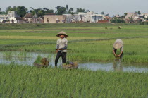 Workers in rice fields.