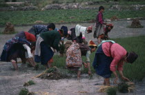 Group of women planting paddy fields