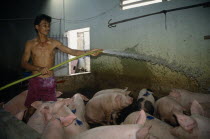 Returnee farmer watering his pigs