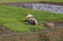 Woman working with rice seedlings for transplanting