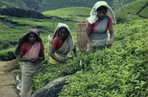 Tamil women picking tea