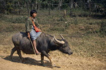 Boy riding water buffalo along road to Inle Lake.Burma Myanmar