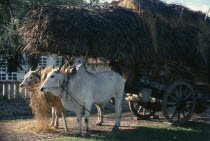 Ox cart loaded with straw