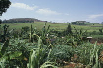 Crops of sugar cane. Fields and hills behind.