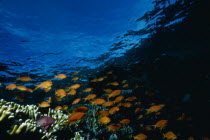 Shoal of Anthias fish above reef