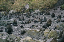 Fur seals on rocky shore in Bay of Islands.