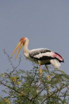 Painted stork  Mycteria Leucocephala